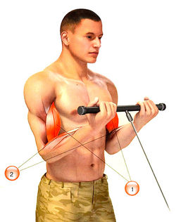Мышцы, работающие при сгибании рук на тросовом тренажере: 1    — бицепс; 2    — плечелучевая